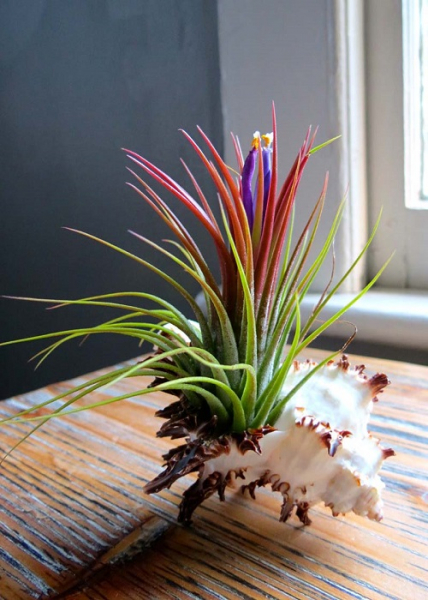 20 композиций из суккулентов, которые можно сделать своими руками