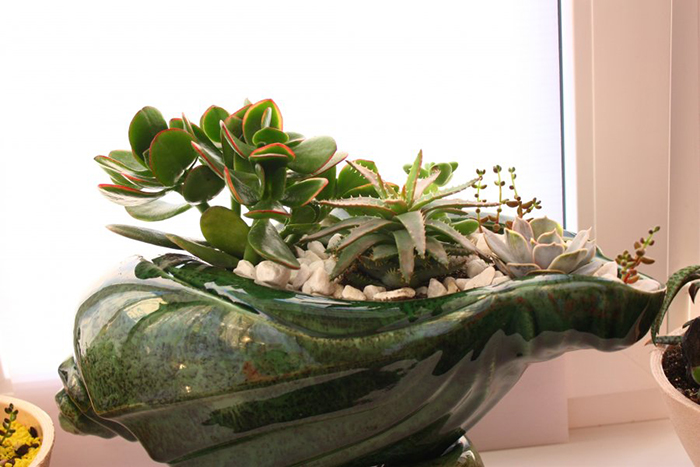 20 композиций из суккулентов, которые можно сделать своими руками