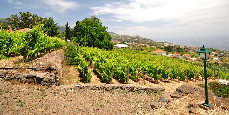 7 идей путешествий для любителей вина