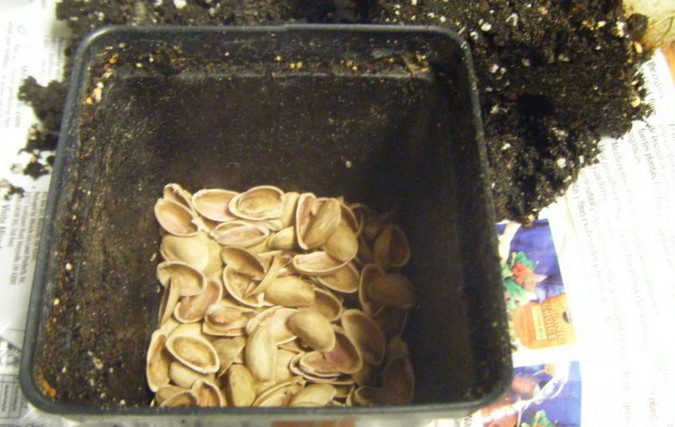 Декор из скорлупы от фисташек