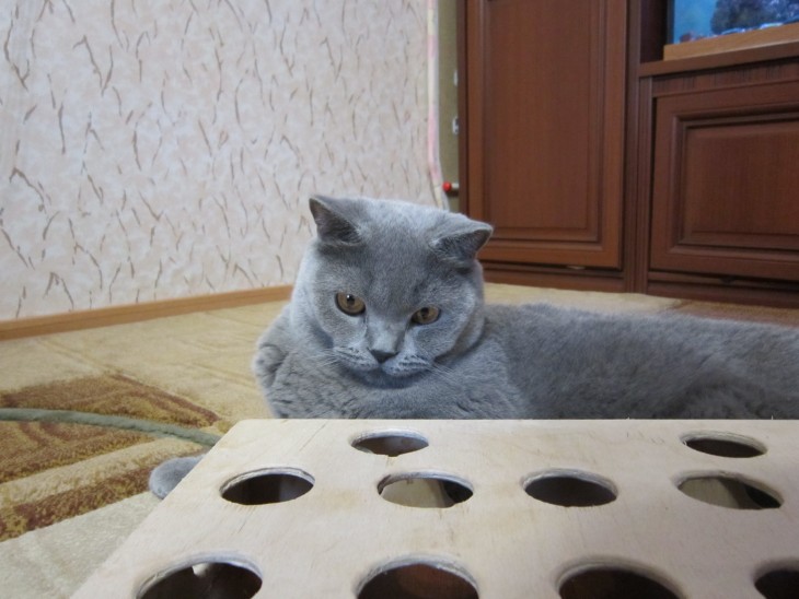 Делаем домик для кошки своими руками: простые решения и подбор материалов