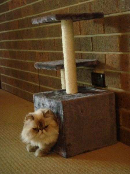 Делаем домик для кошки своими руками: простые решения и подбор материалов