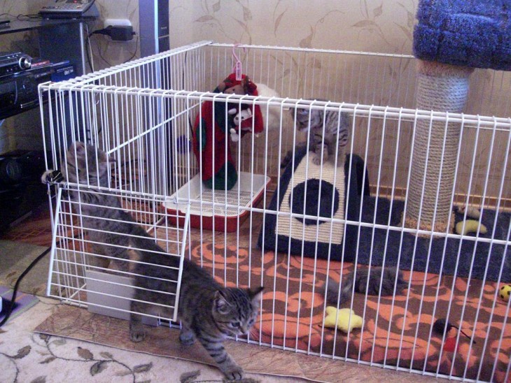 Делаем домик для кошки своими руками: простые решения и подбор материалов