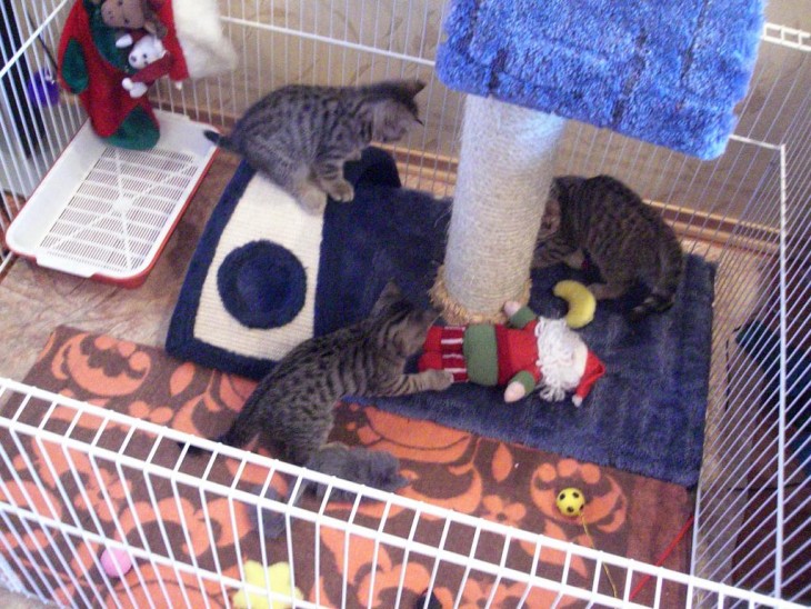 Делаем домик для кошки своими руками: простые решения и подбор материалов