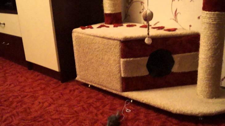 Делаем домик для кошки своими руками: простые решения и подбор материалов