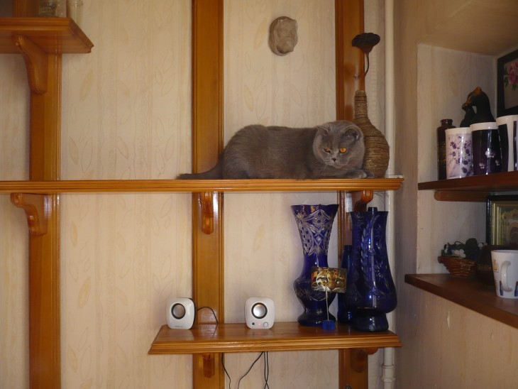 Делаем домик для кошки своими руками: простые решения и подбор материалов