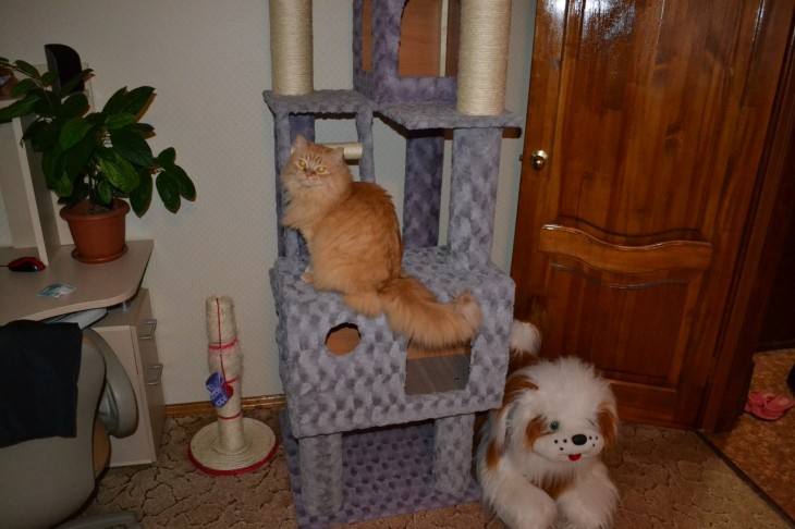 Делаем домик для кошки своими руками: простые решения и подбор материалов