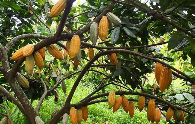Достопримечательности Ганы: список, фото и описание