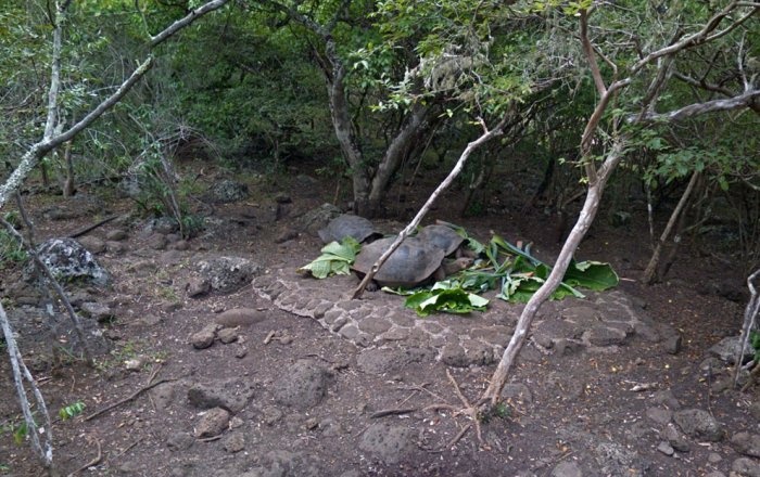 Галапагосы: уникальный уголок нетронутой природы на планете Земля