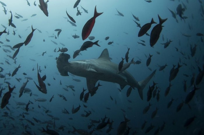 Галапагосы: уникальный уголок нетронутой природы на планете Земля