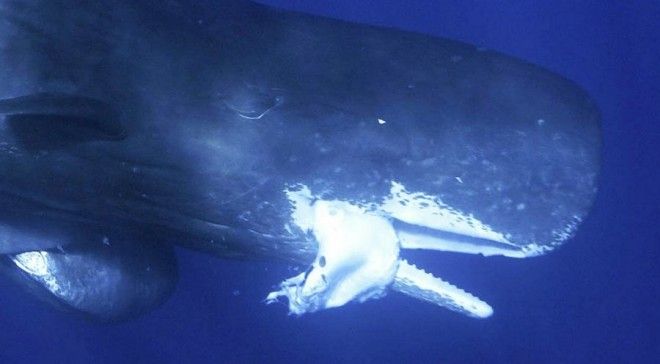 Кашалоты: загадочные обитатели океанских глубин