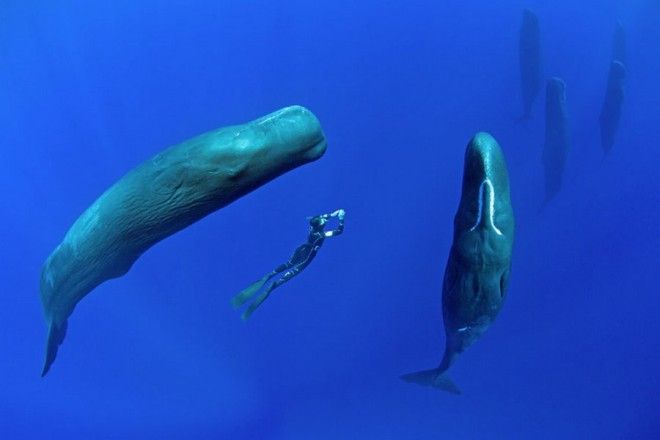 Кашалоты: загадочные обитатели океанских глубин