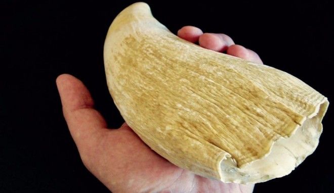 Кашалоты: загадочные обитатели океанских глубин