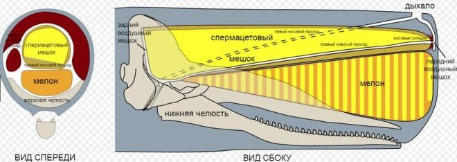 Кашалоты: загадочные обитатели океанских глубин