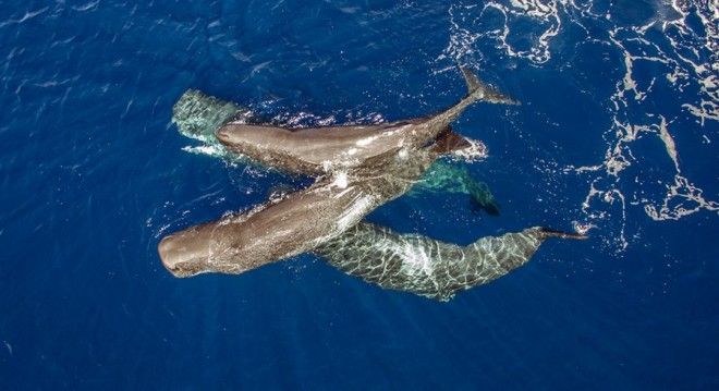 Кашалоты: загадочные обитатели океанских глубин