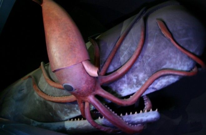 Кашалоты: загадочные обитатели океанских глубин