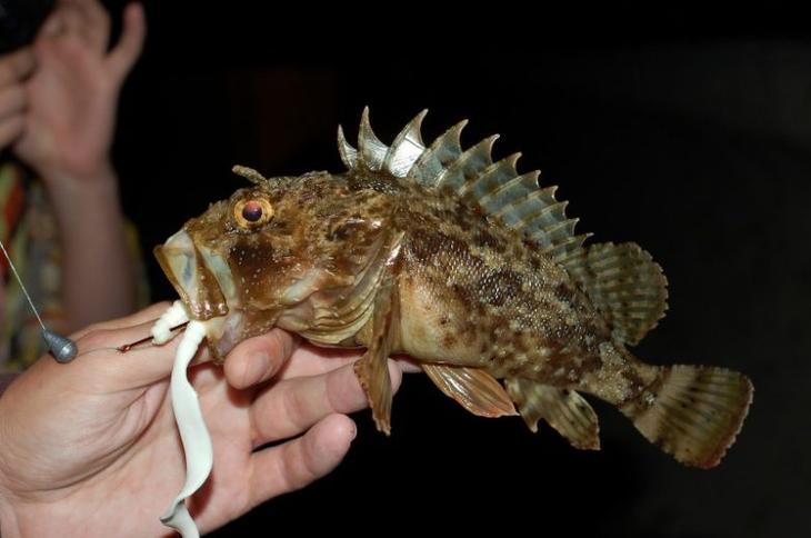 Они живут в Черном море и опасны для человека