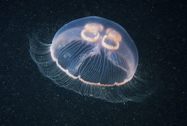 Они живут в Черном море и опасны для человека