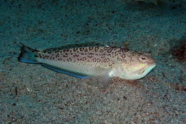 Они живут в Черном море и опасны для человека
