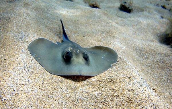 Они живут в Черном море и опасны для человека