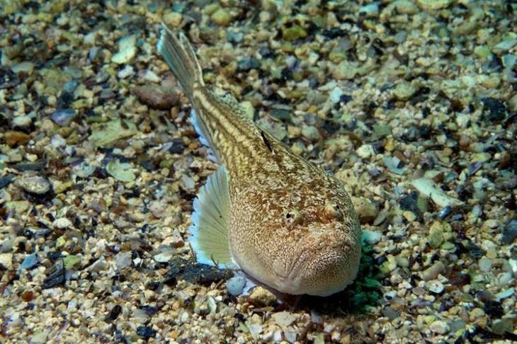 Они живут в Черном море и опасны для человека