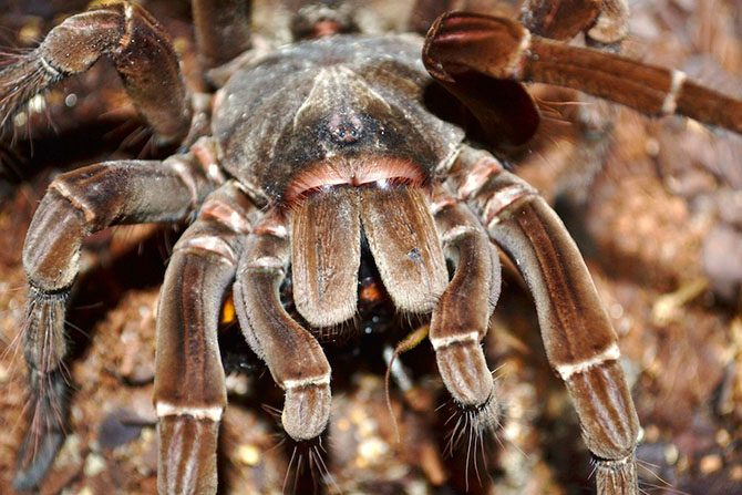 Паук-верблюд и другие насекомые-гиганты