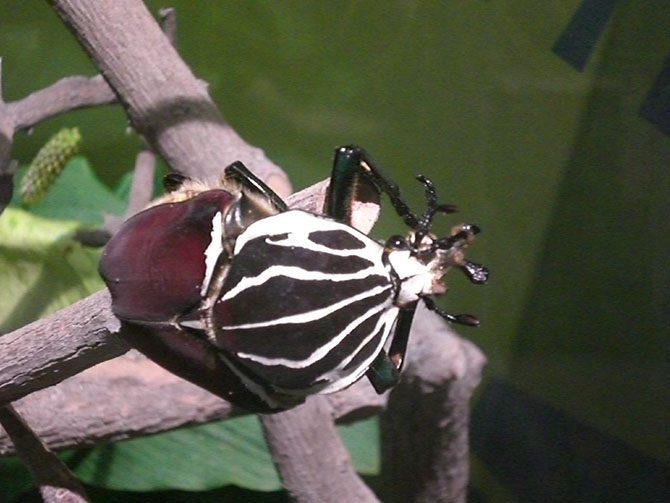 Паук-верблюд и другие насекомые-гиганты