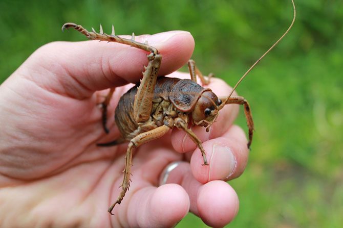 Паук-верблюд и другие насекомые-гиганты