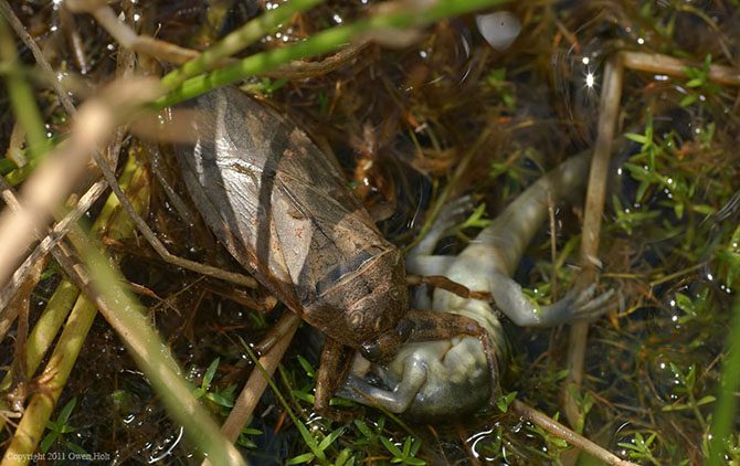 Паук-верблюд и другие насекомые-гиганты