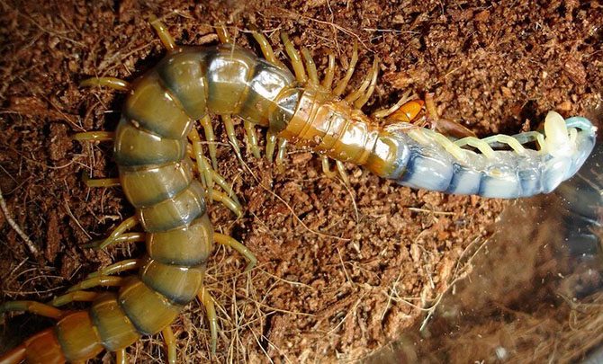 Паук-верблюд и другие насекомые-гиганты