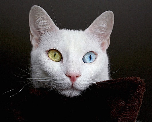 Самые удивительные породы кошек