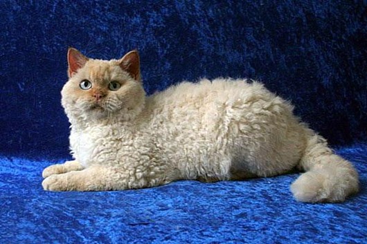 Самые удивительные породы кошек