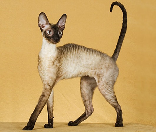 Самые удивительные породы кошек