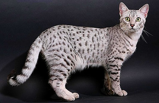Самые удивительные породы кошек