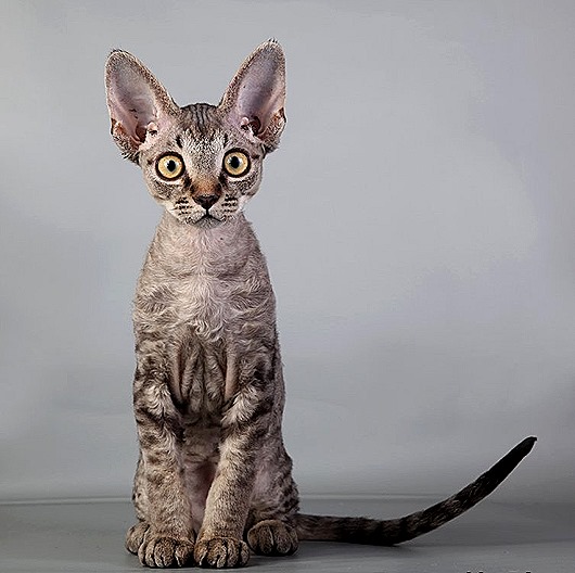 Самые удивительные породы кошек