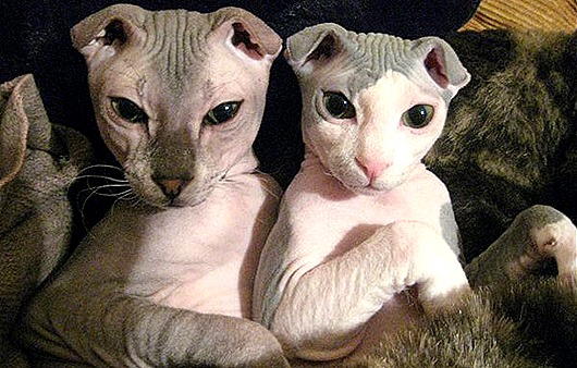 Самые удивительные породы кошек