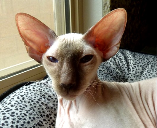 Самые удивительные породы кошек