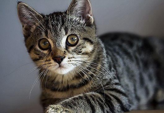 Самые удивительные породы кошек