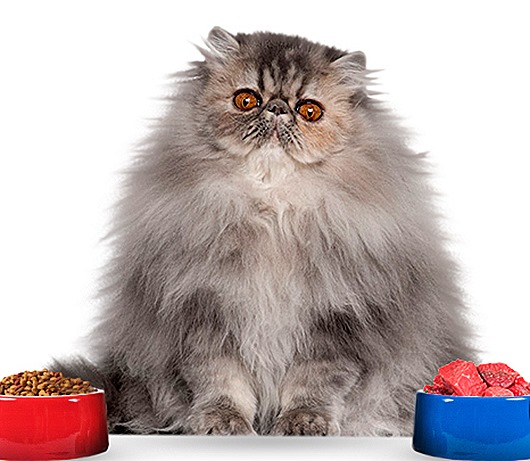 Самые удивительные породы кошек