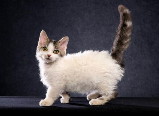 Самые удивительные породы кошек