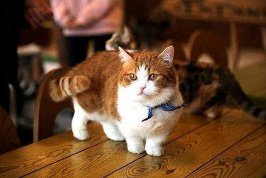 Самые удивительные породы кошек