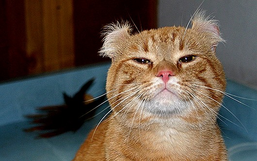 Самые удивительные породы кошек