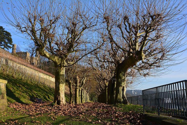 Средневековые замки Дрездена и окрестностей