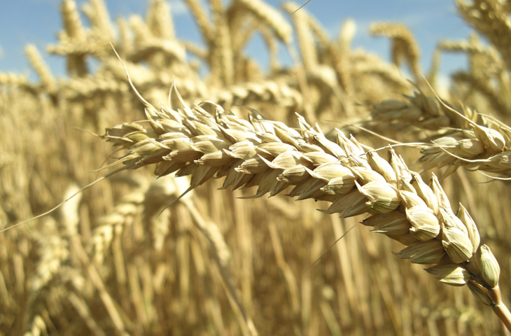 То, чего не напишут на этикетках: что нужно знать о 10 «вредных» пищевых добавках