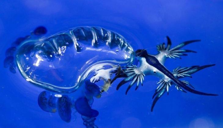 Увлекательное досье на голубого дьявола