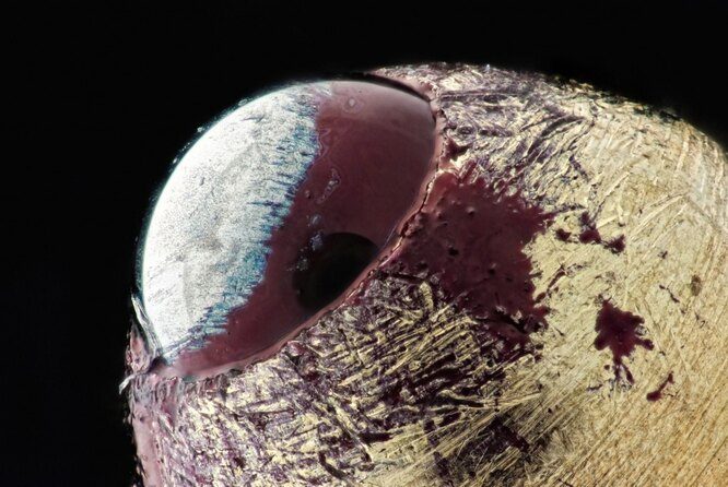 10 потрясающих макроснимков, которые раскроют для вас невероятный микромир