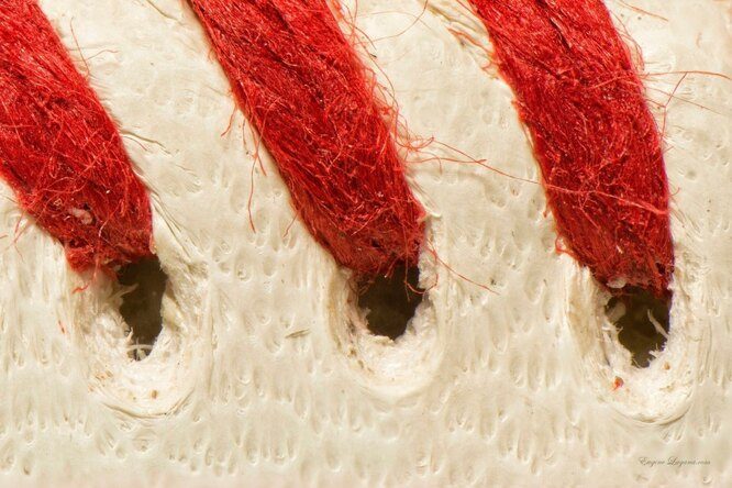 10 потрясающих макроснимков, которые раскроют для вас невероятный микромир