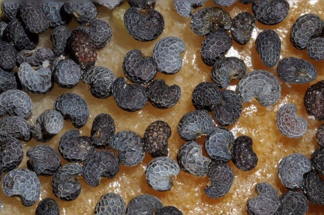 10 потрясающих макроснимков, которые раскроют для вас невероятный микромир