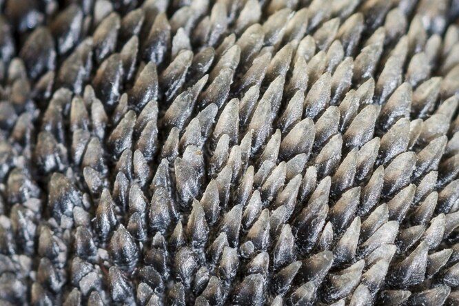 10 потрясающих макроснимков, которые раскроют для вас невероятный микромир