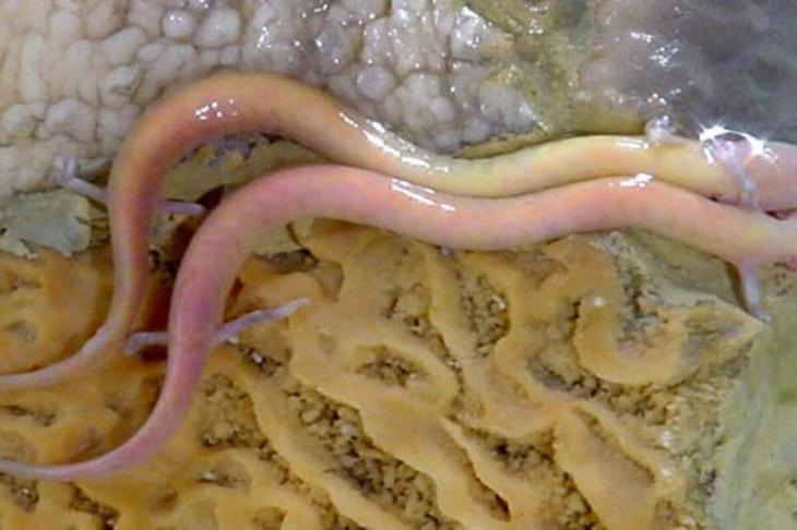 10 самых странных форм жизни на планете